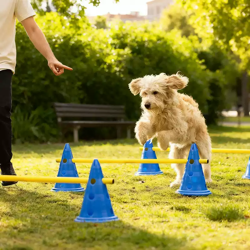 30CM Dog Agility Obstacle Set, - Agility Hurdle Set review and price
